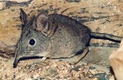 Elephantulus edwardii