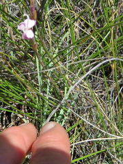 Dianthus micropetalus