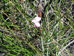 Dianthus micropetalus