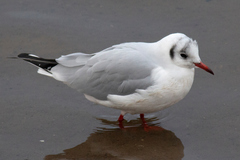 Chroicocephalus ridibundus