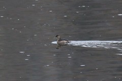 Tachybaptus ruficollis