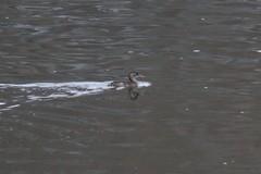 Tachybaptus ruficollis