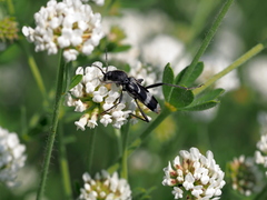 Chlorophorus figuratus