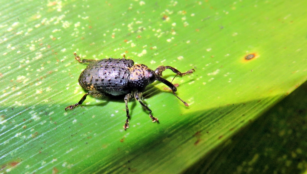 Heilus fasciculatus