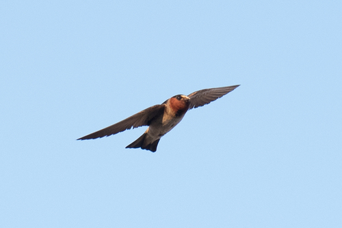 Golondrina risquera (Petrochelidon pyrrhonota)