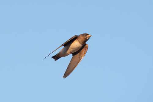 Golondrina risquera (Petrochelidon pyrrhonota)
