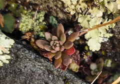 Sedum glaucophyllum
