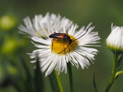 Stenurella jaegeri