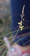 Bulbine filifolia