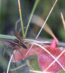 Dolomedes striatus