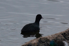 Fulica atra