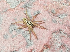 Hogna bivittata