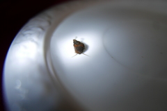 Bithynia tentaculata