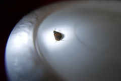 Bithynia tentaculata