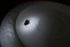 Bithynia tentaculata