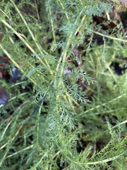 Achillea millefolium