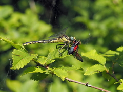 Gomphus schneiderii