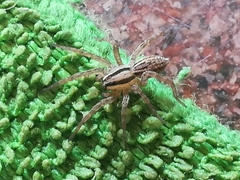 Hogna bivittata