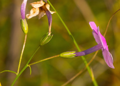 Phlox glaberrima interior