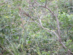 Ortalis erythroptera