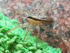 Hogna bivittata