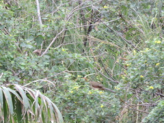 Ortalis erythroptera