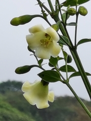 Macrocarpaea valerioi