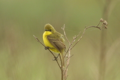 Pseudocolopteryx acutipennis