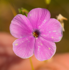 Phlox glaberrima interior