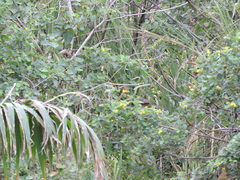 Ortalis erythroptera