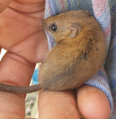 Dendromus mesomelas