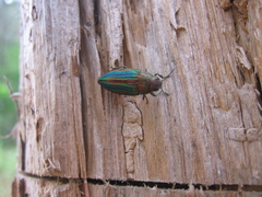 Buprestis striata