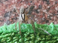 Hogna bivittata