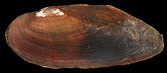 Elliptio fisheriana