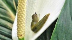 Vaginulus taunaisii
