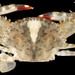 Blotched Swimming Crab - Photo (c) sercfisheries, some rights reserved (CC BY-NC), uploaded by sercfisheries