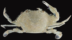 Callinectes similis