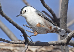 Sitta carolinensis nelsoni