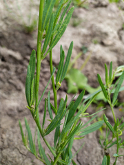 Atriplex intracontinentalis