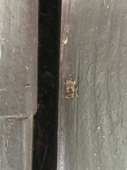 Mitrastethus baridioides