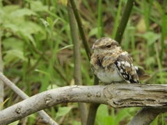 Hydropsalis climacocerca
