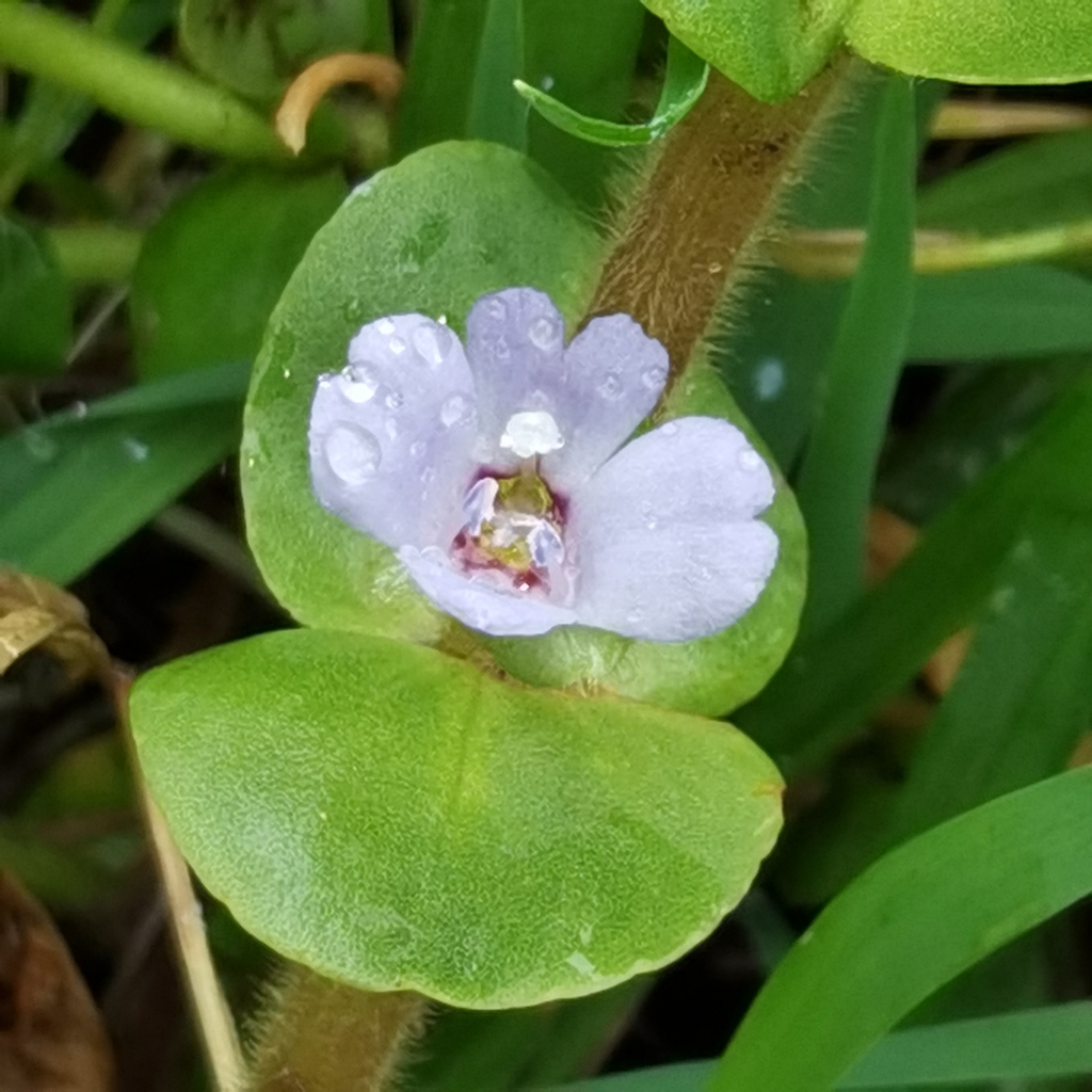 Bacopa pourpre (Bacopa salzmannii)
