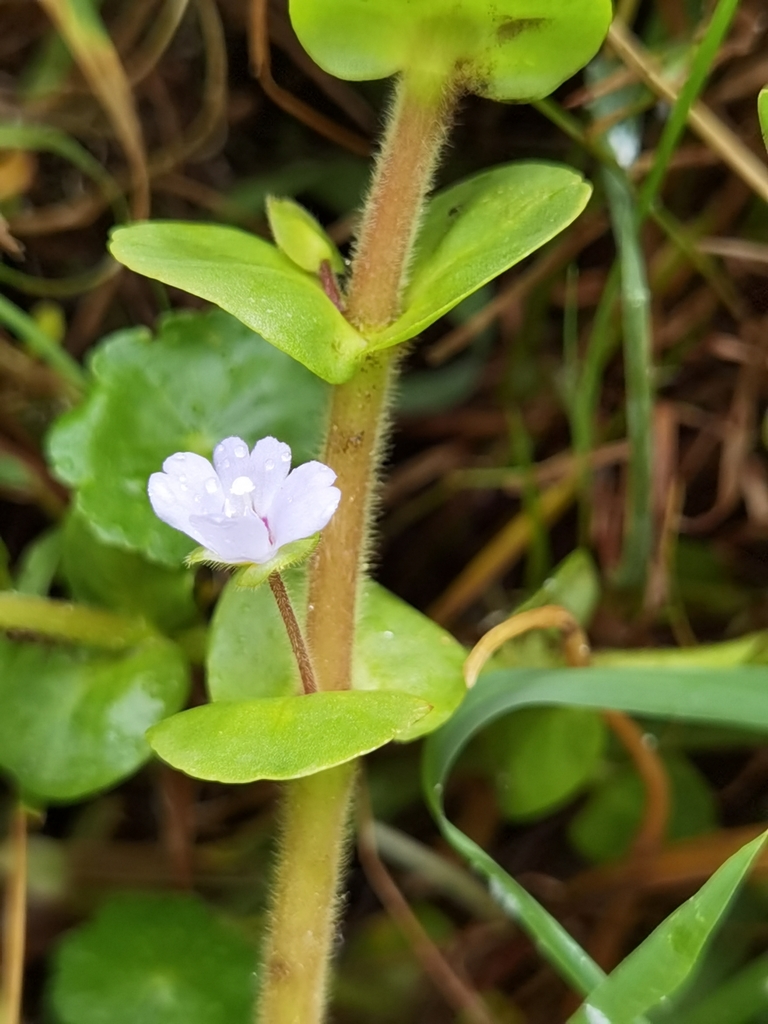 Bacopa pourpre (Bacopa salzmannii)