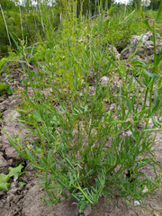 Atriplex intracontinentalis