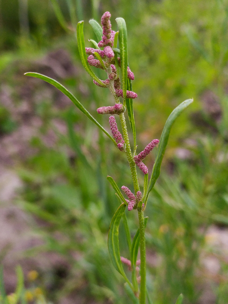 Atriplex intracontinentalis
