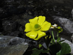 Ranunculus insignis