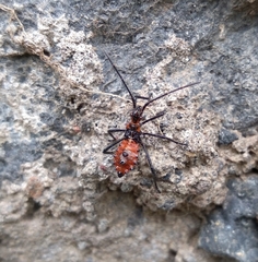 Leptoglossus