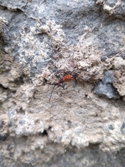 Leptoglossus