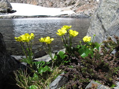 Ranunculus insignis