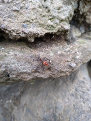 Leptoglossus